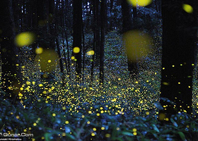 武汉萤火虫主题公园