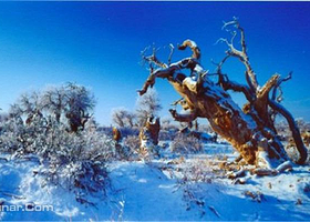 北塔山原始胡杨林