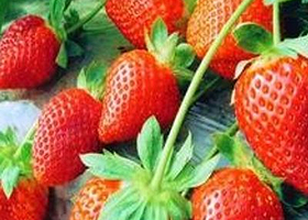 大连汇美园艺农业生态园