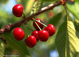白鹿原樱桃采摘园
