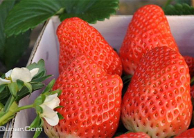 凤凰农业生态园