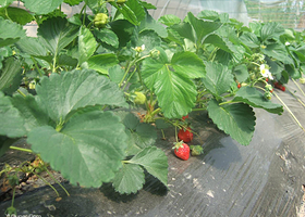 天地农业生态园