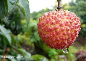 苗尝鲜正果果场