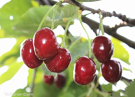 鸿园东涧樱桃采摘园