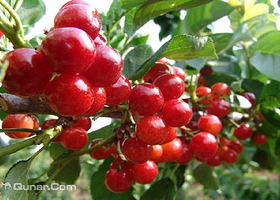 河崖樱桃田园采摘一号田园