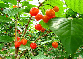 秀芹樱桃采摘园