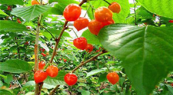 秀芹樱桃采摘园