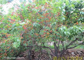 九山沟观光生态园