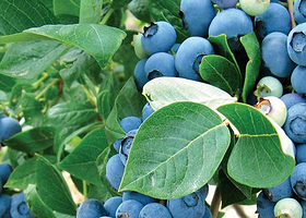 慈溪香格里度假庄园