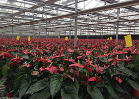 户县渭河现代生态农业示范区