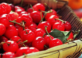 周哥庄樱桃采摘园