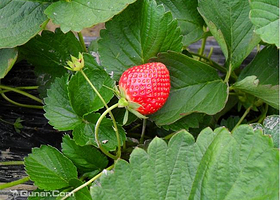 火炉山兴旺草莓园