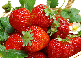 建德杨村桥草莓苑