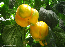 中国科技农业展示园