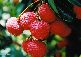 南方科技大学荔枝园