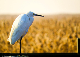 东滩候鸟保护区
