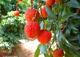 西丽果场(第二分场)