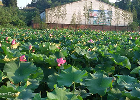 重庆铜梁荷花园