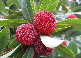 横河梅湖水库杨梅采摘