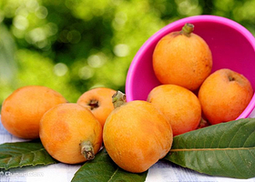 东山吴氏家园农庄枇杷采摘