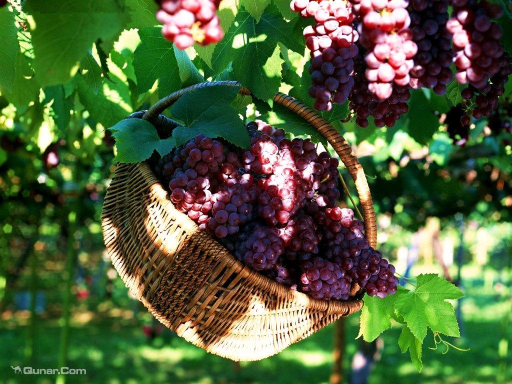 葡萄大世界观光采摘园