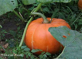 昌黎人家家庭农场