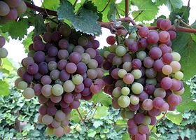 有机葡萄采摘园