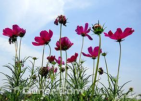 紫菏香草生态园