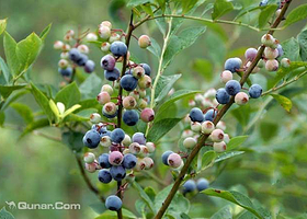 余杭蓝莓采摘