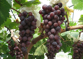 迎春富硒双季葡萄采摘农场