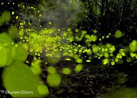 厦门萤火虫公园