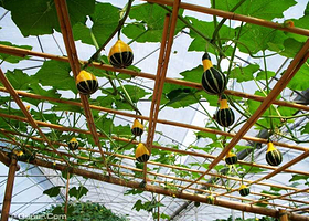 市农科院花都基地