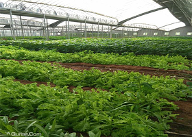 江俊农业生态园