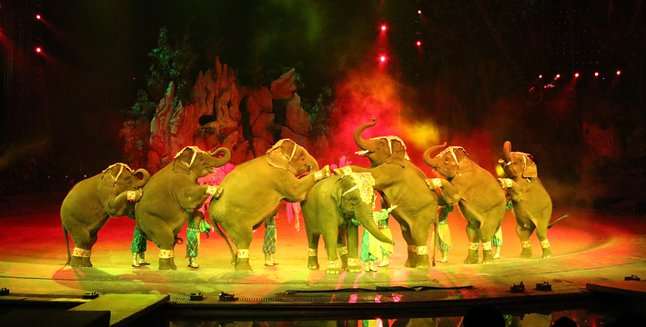 长隆国际大马戏剧院门票,长隆国际大马戏剧院门票预订,长隆国际大马戏剧院门票价格,去哪儿网门票