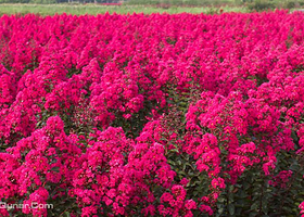 紫薇花海