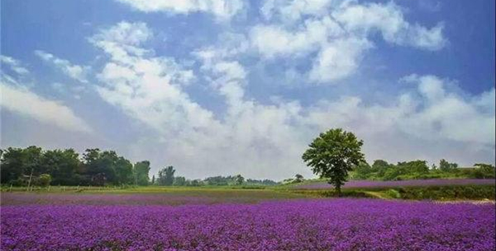 罗田县九资河镇gdp_罗田县九资河镇地图(2)