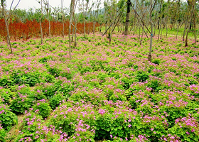 徐州吕梁紫薇园漂流