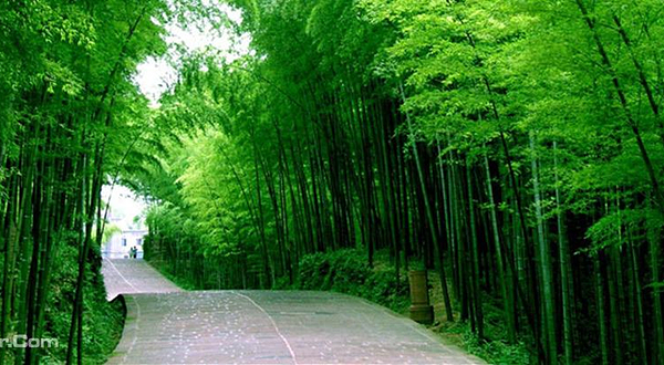 桃花江竹海