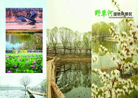 野草河湿地风景区