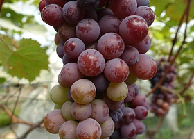 槐丰葡萄园基地