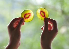 道岙湾红心猕猴桃采摘