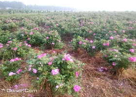 多维玫瑰采摘园