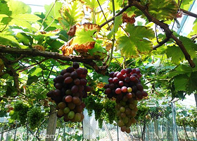 璜土葡萄采摘体验