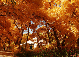 敦煌千年胡杨林