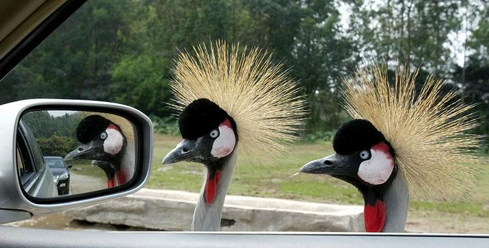 永川野生动物园门票,永川野生动物园门票预订