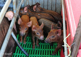 《印象·壮乡》农家乐