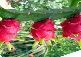 本乡本土火龙果园