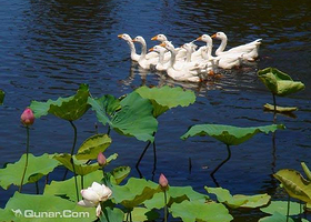 昌江海尾湿地公园
