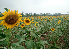 喜鹊湖花海-向日葵园