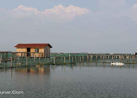 阳澄湖大闸蟹—沺泾牌阳澄湖大闸蟹